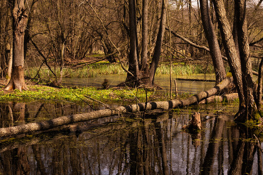 flooded forest after snow melt with field of blooming yellow flowers