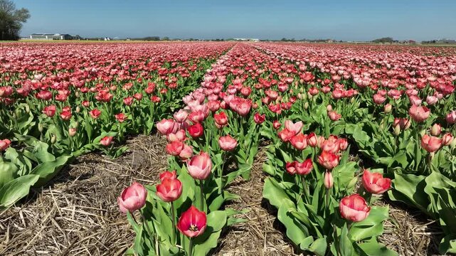 tulp field in the Netherlans