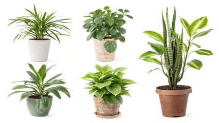 Obraz premium high-quality images featuring various potted houseplants isolated on a white background.