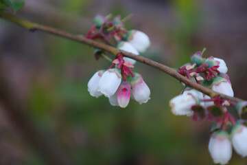 Delicate white flowers with pink accents bloom on a thin branch. A close-up of spring blossoms on a blurred natural background.