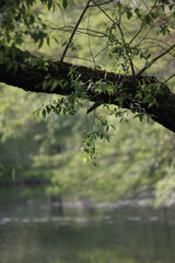 Beautiful natural background with green juicy young foliage on a blurred background of the river. Ecology. Conservation of nature. Green young foliage in the sunlight. Walk. 