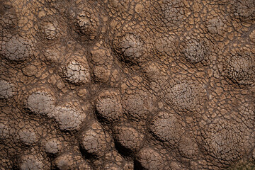 skin of a Rhinoceros (Rhinocerotidae)