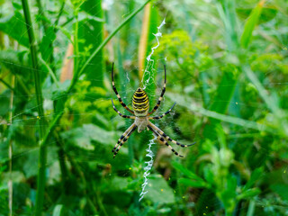 A wasp spider (Argiope bruennichi), also known as zebra or tiger spider, photographed in Tremosine.