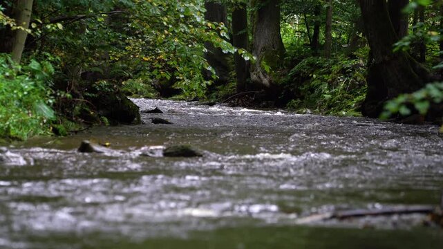 Nature landscape with river flowing between forest and trees.