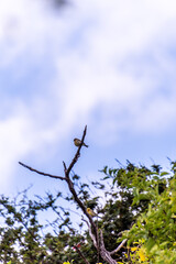 Pájaro posado en la rama de un árbol.