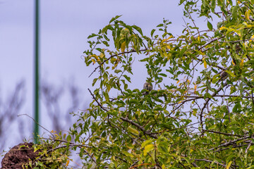 Pájaro posado en la rama de un árbol.