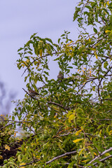 Fototapeta premium Pájaro posado en la rama de un árbol.