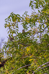Fototapeta premium Pájaro posado en la rama de un árbol.