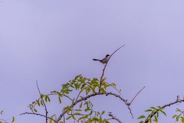 Pájaro posado en la rama de un árbol.