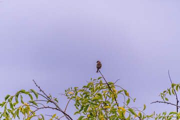 Pájaro posado en la rama de un árbol.