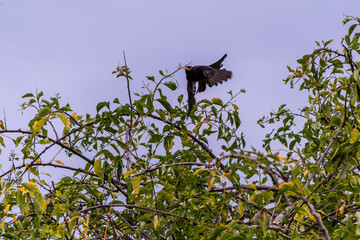 Pájaro posado en la rama de un árbol.