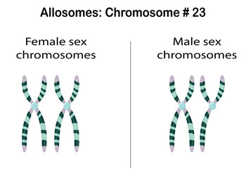 Sex chromome structure. Females have 2 X chromosomes and males an X and a Y chromosome. chromosome 23 (allosomes) is sex chromosomes
