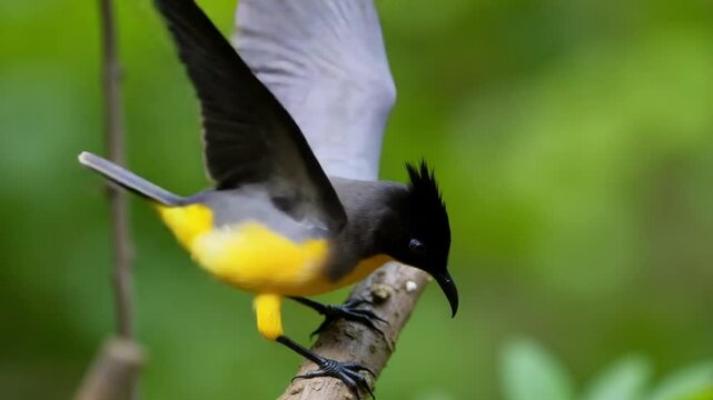 Beautiful Yellow-vented Bulbul , Pycnonotus goiavier captured in its natural forest habitat. Wildlife, nature, birdwatching, tropical forests, and biodiversity