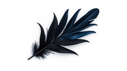 Obraz premium Elegant black plumage on white background