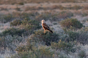 Long-legged buzzard (Buteo rufinus) sitting on a Xylosalsola bush (X. arbuscula) in natural desert habitats with sagebrush; evening light, Southern Kazakhstan