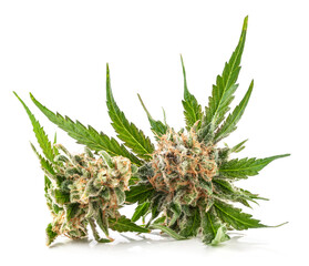 Medical marijuana flower with trichomes and orange hairs and leaves. The plant cannabis is completely in focus after stacking the images.