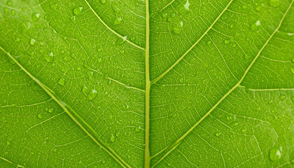 Obraz premium Close-Up of Fresh Green Leaf with Water Droplets Texture