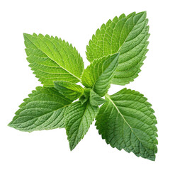 Fresh green leaves foliage plant growth botanical nature isolated on transparent background.