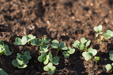 Young green sprouts growing in fertile soil on a sunny spring day. Close-up of fresh seedlings in a garden bed, symbolizing growth and organic farming.