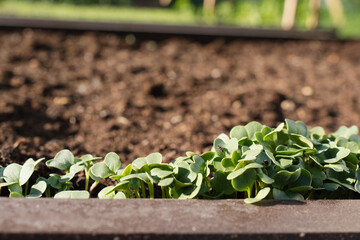 Young green sprouts growing in fertile soil on a sunny spring day. Close-up of fresh seedlings in a...