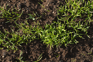 Top view of young green sprouts growing in rows on cultivated soil, suitable as a natural background for agricultural or eco-themed designs.