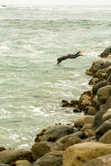 Surfer diving into ocean waves from rocky breakwater