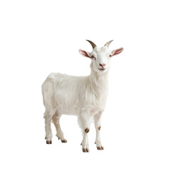 Fototapeta premium Small white kid goat in full-body view looking at the camera, isolated on a transparent background