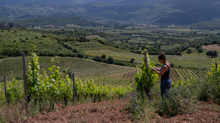 Wine producer checking grapes on the vine