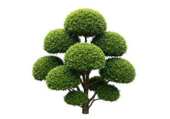 Decorative topiary tree isolated on transparent background