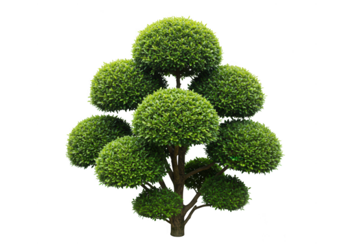 Decorative topiary tree isolated on transparent background