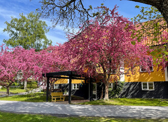A tree blooming with pink flowers near a yellow house on a spring day