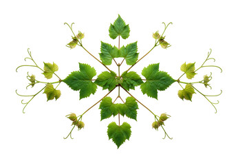 Vine leaves symmetrical design isolated on transparent background