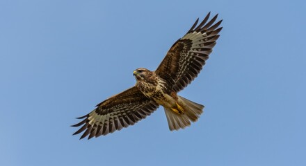 Obraz premium Majestic buzzard soars gracefully through the clear blue sky with outstretched wings