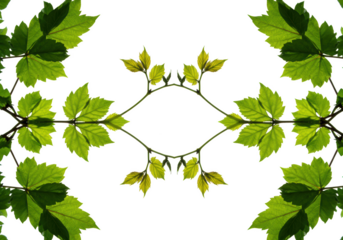 Green leaves symmetrical pattern isolated on transparent background