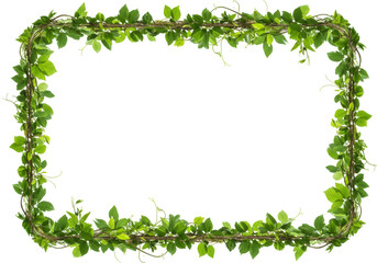 Green vine frame botanical isolated on transparent background