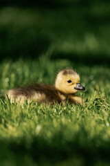 Canada geesling in the grass during summer.