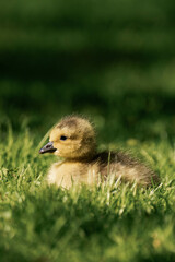 Canada geesling in the grass during summer.