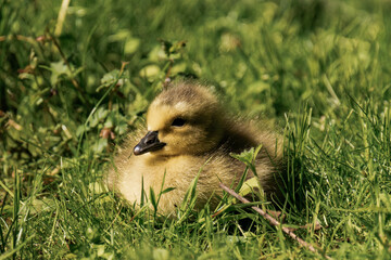 Canada geesling in the grass during summer.