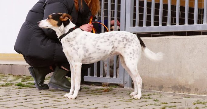 woman stands at an animal shelter with her dog, joyfully meeting second rescue dog she s adopting to join their family.