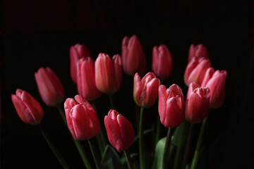 Bouquet of pink tulips with delicate petals on a dark background, moody lighting and natural elegance.