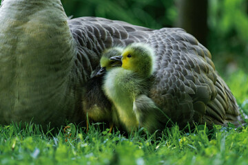 Canada geesling cuddling with their mother in the grass during summer.