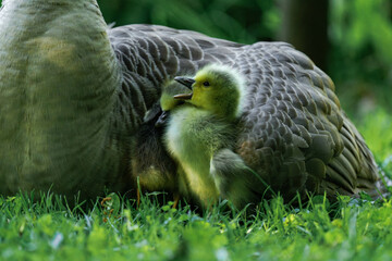 Canada geesling cuddling with their mother in the grass during summer.