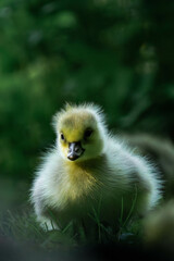 Canada geesling in the grass during summer.