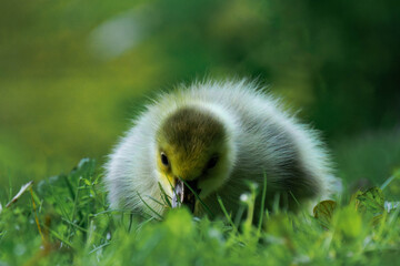 Canada geesling in the grass during summer.
