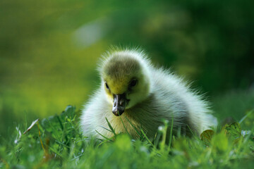Canada geesling in the grass during summer.