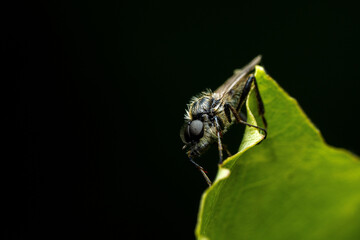 Macro View of Insect on Green Leaf in Natural Setting