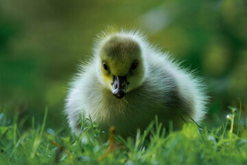 Canada geesling in the grass during summer.