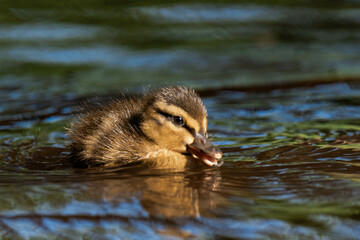 Mallard duckling swimming on a lake in the sunlight.