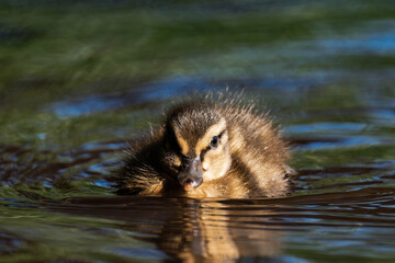 Mallard duckling swimming on a lake in the sunlight.