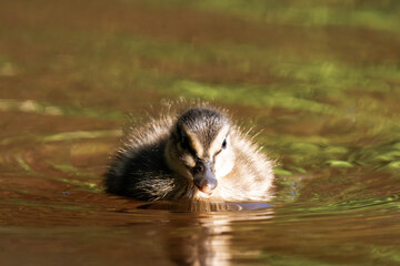 Mallard duckling swimming on a lake in the sunlight.
